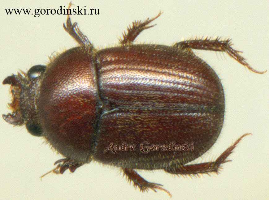 http://www.gorodinski.ru/scarabs/Ochodaeus barbei.jpg